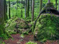 Bemooste Steine im Wald